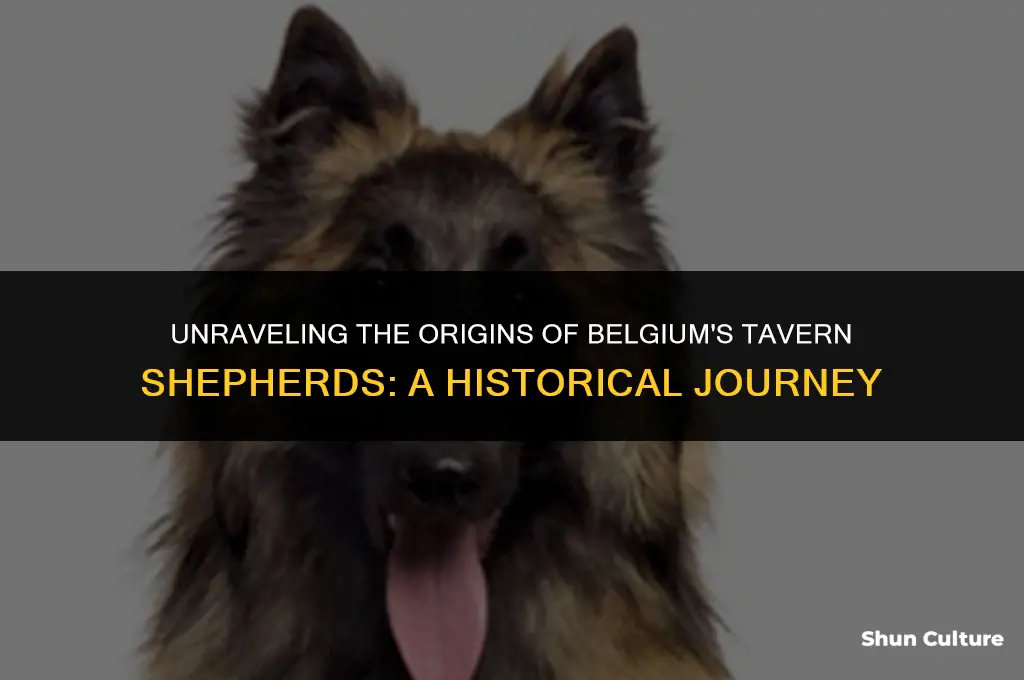 where are belgium tavern shepherds from