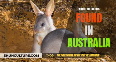 Bilby Habitats: Exploring Their Niche in Australia's Ecosystems
