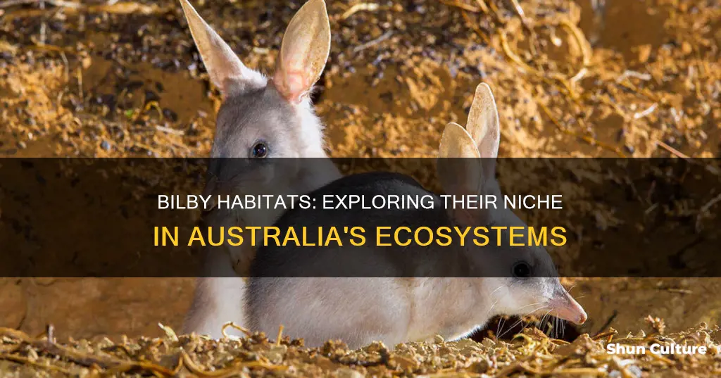 where are bilbies found in australia