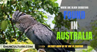Black Cockatoos: Unique Australian Wildlife Sightings