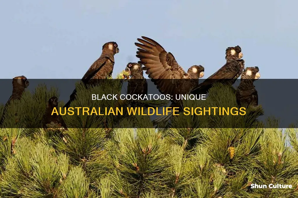 where are black cockatoos found in australia