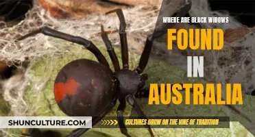 Black Widow Sightings: Australia's Regions to Watch Out For