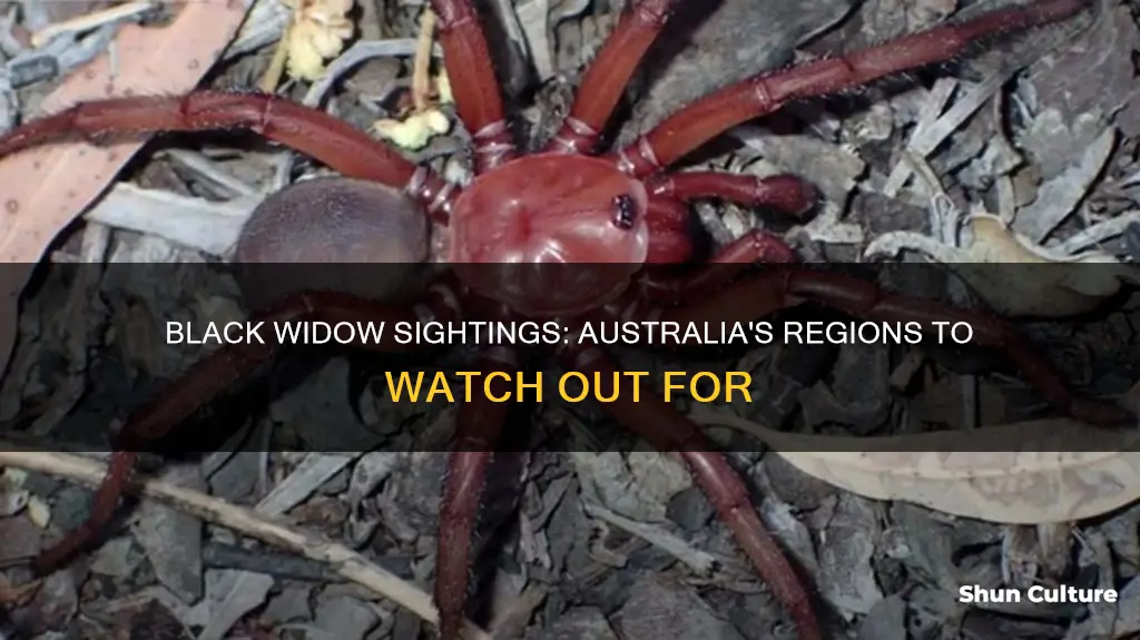 where are black widows found in australia