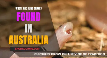 Blind Snakes: Their Unique Australian Habitat