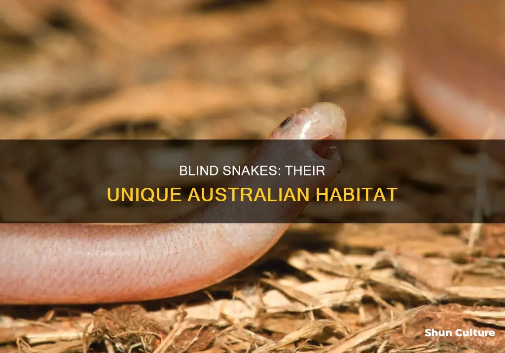 where are blind snakes found in australia