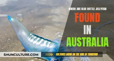 Blue Bottle Jellyfish: Australia's Stinging Surprise