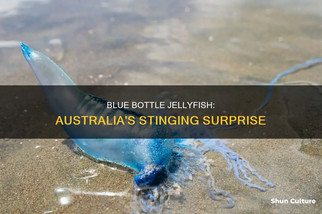 where are blue bottle jellyfish found in australia