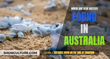 Blue Bottle Sightings: Australia's Coastal Hazard