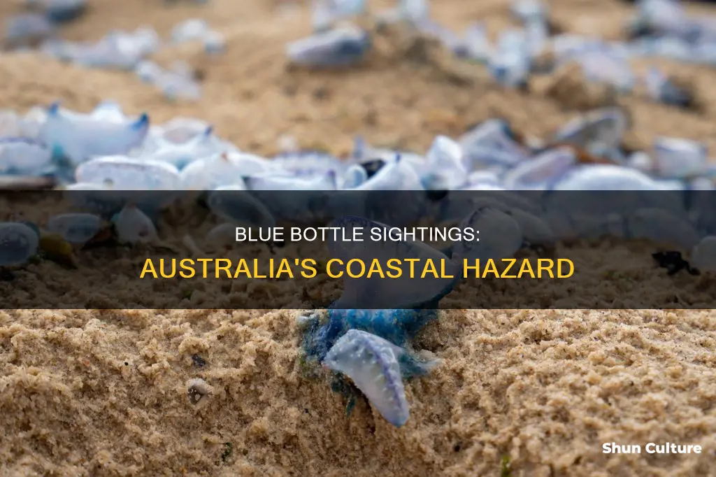 where are blue bottles found in australia