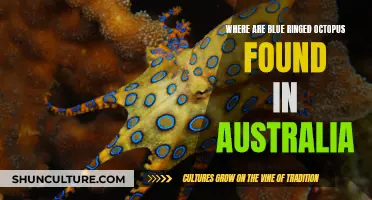 Exploring Australia's Blue-Ringed Octopus Habitat