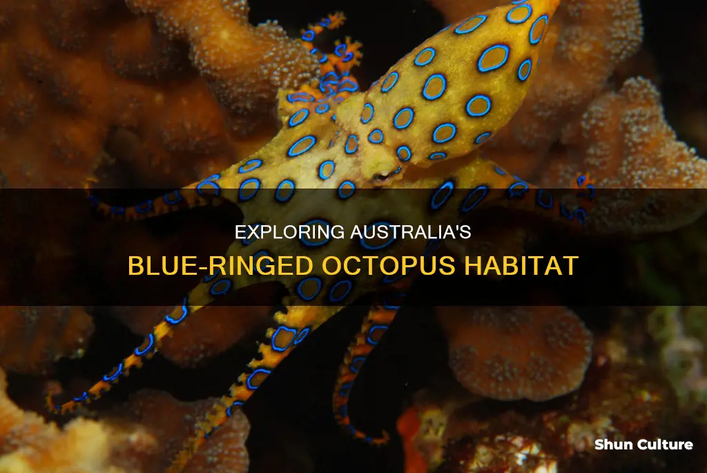 where are blue ringed octopus found in australia