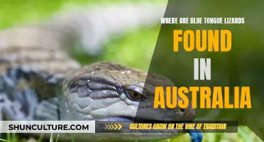 Blue-tongued Lizards: Unique to Australia's Diverse Landscape