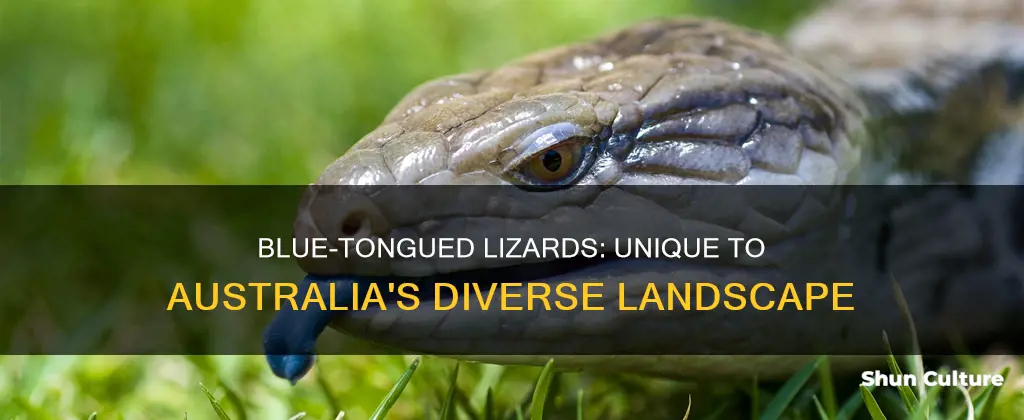 where are blue tongue lizards found in australia