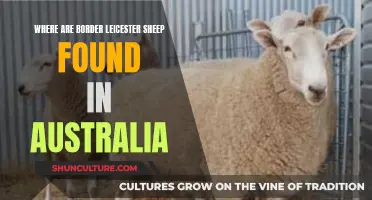 Leicester Sheep: Bordering the Outback in Australia