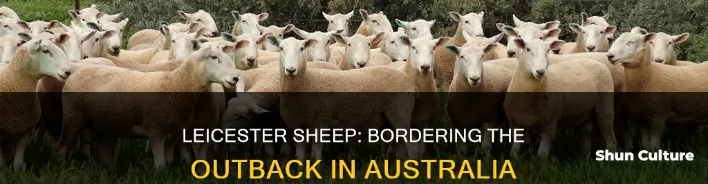 where are border leicester sheep found in australia