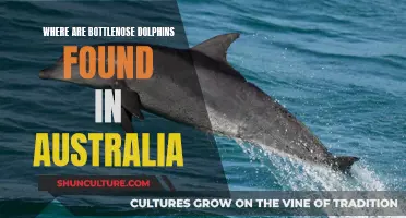 Bottlenose Dolphins: Australia's Coastal Companions