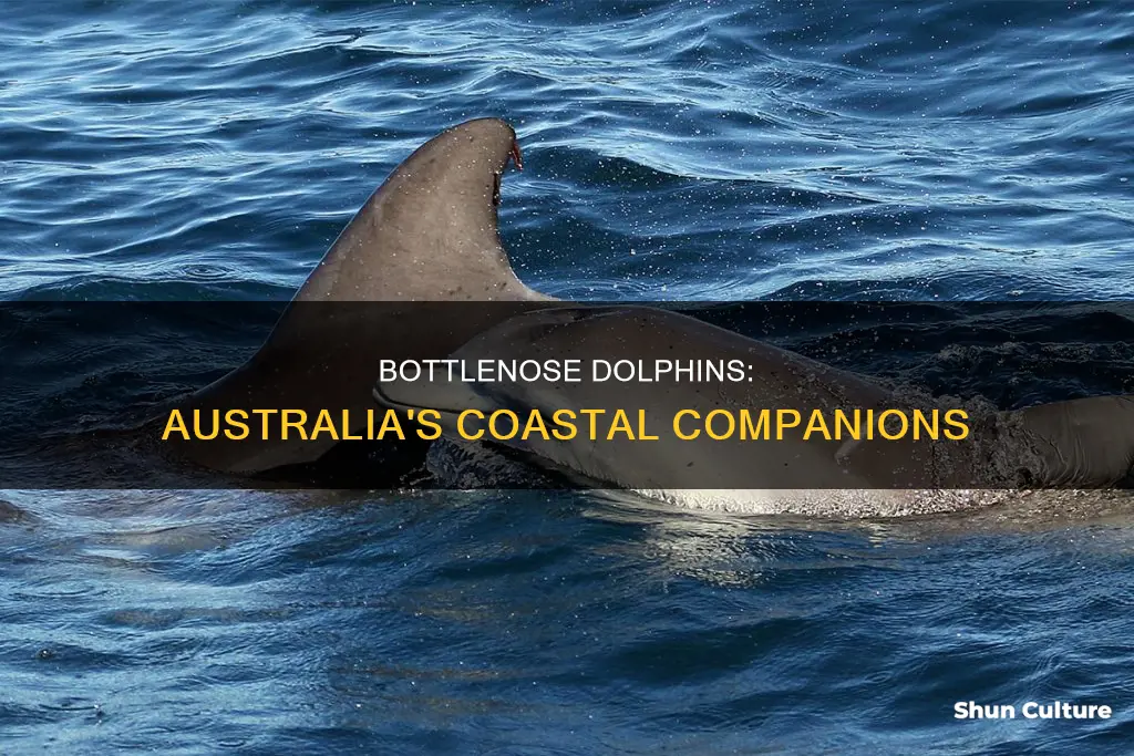 where are bottlenose dolphins found in australia