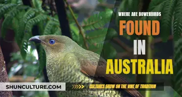 Bowerbirds: Unique to Australia's Tropical Regions