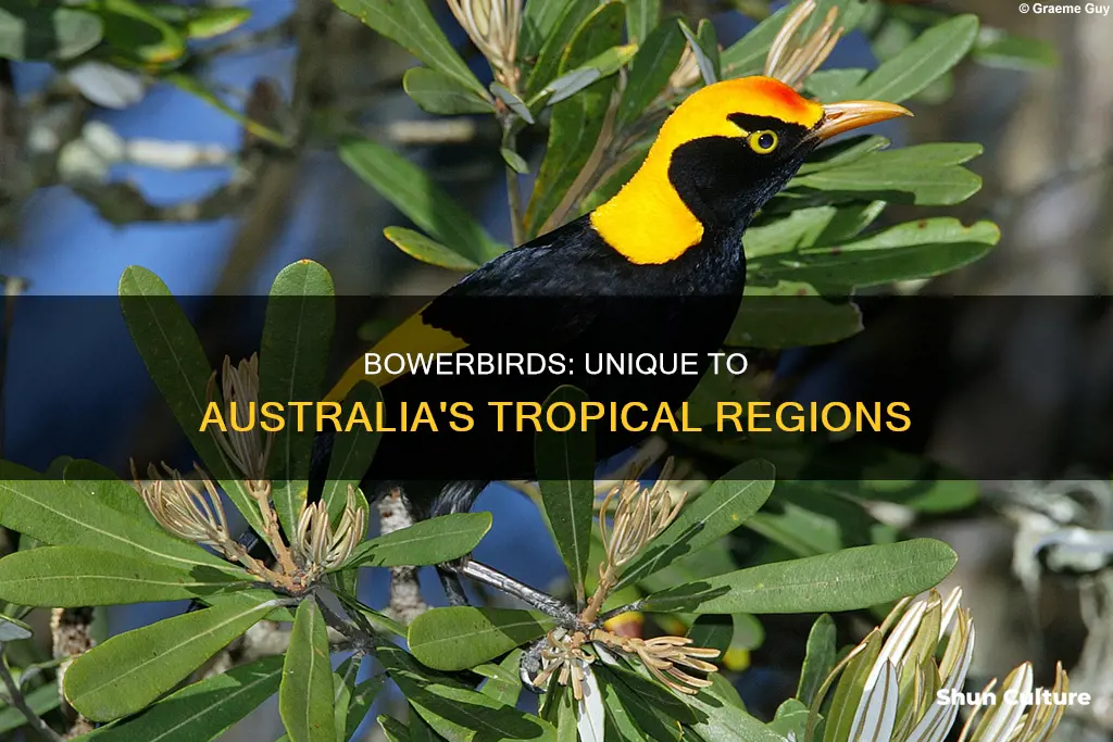 where are bowerbirds found in australia