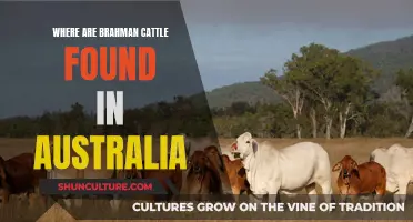 Brahman Cattle: Australia's Tropical Herds