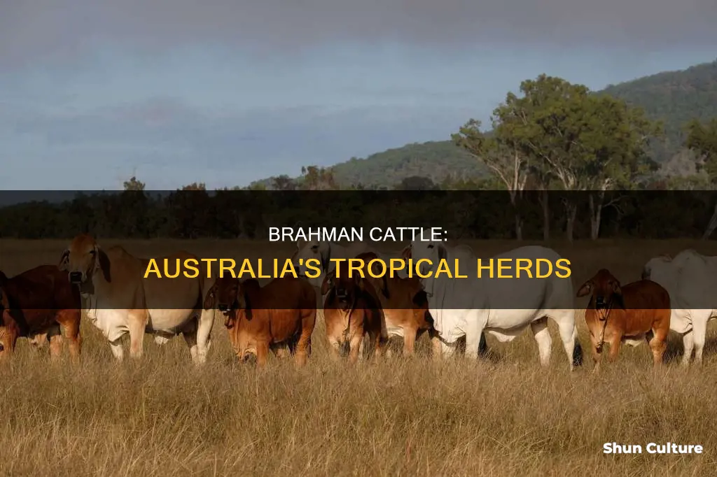 where are brahman cattle found in australia