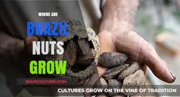 Exploring the Amazon Rainforest: Where Brazil Nuts Naturally Grow