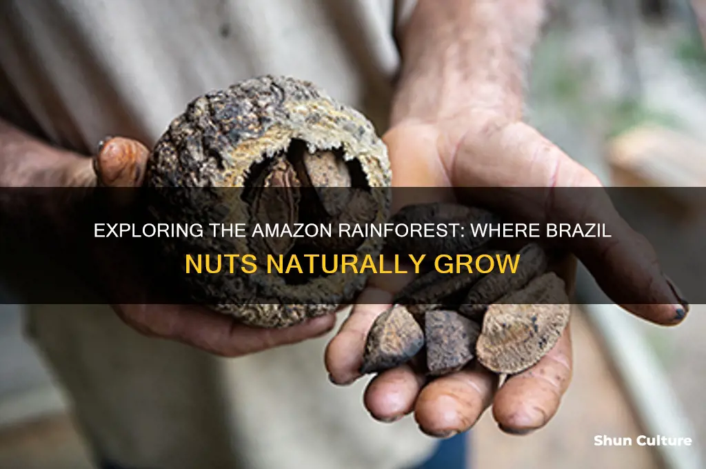 where are brazil nuts grow