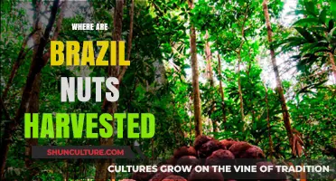 Exploring the Amazon: Where Brazil Nuts Are Harvested and Grown