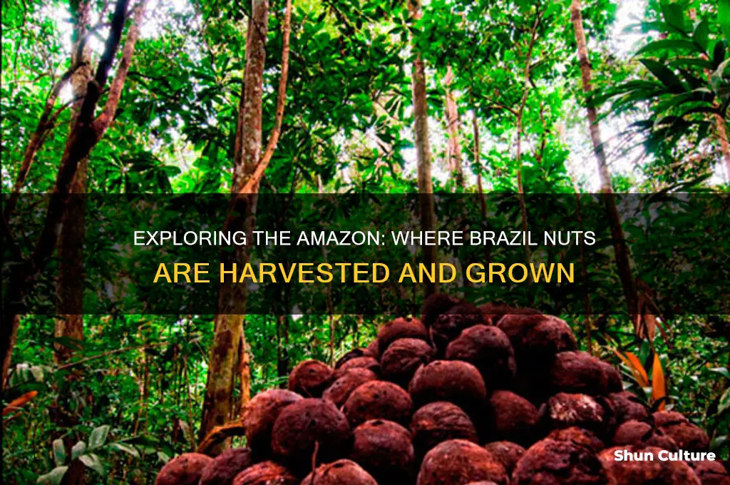 where are brazil nuts harvested