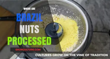 Brazil Nuts Processing: Uncovering the Journey from Forest to Factory
