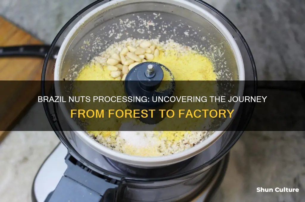 where are brazil nuts processed