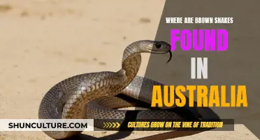Brown Snakes: Their Habitat Across Australia