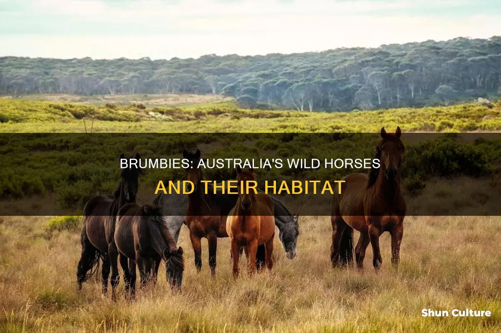where are brumbies found in australia