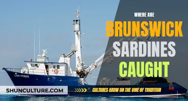 Brunswick Sardines: Where Are They Caught?