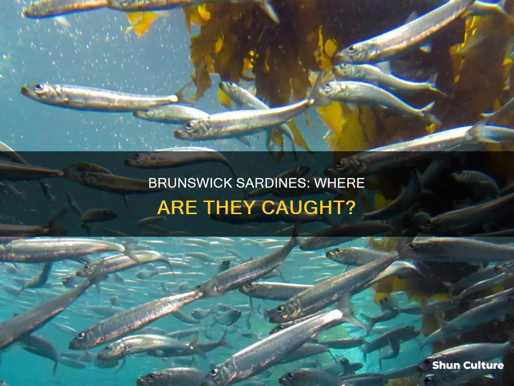 where are brunswick sardines caught