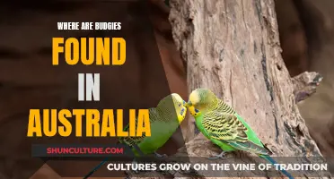 Budgies' Natural Habitat: Exploring Australia's Wild Budgerigar Hotspots