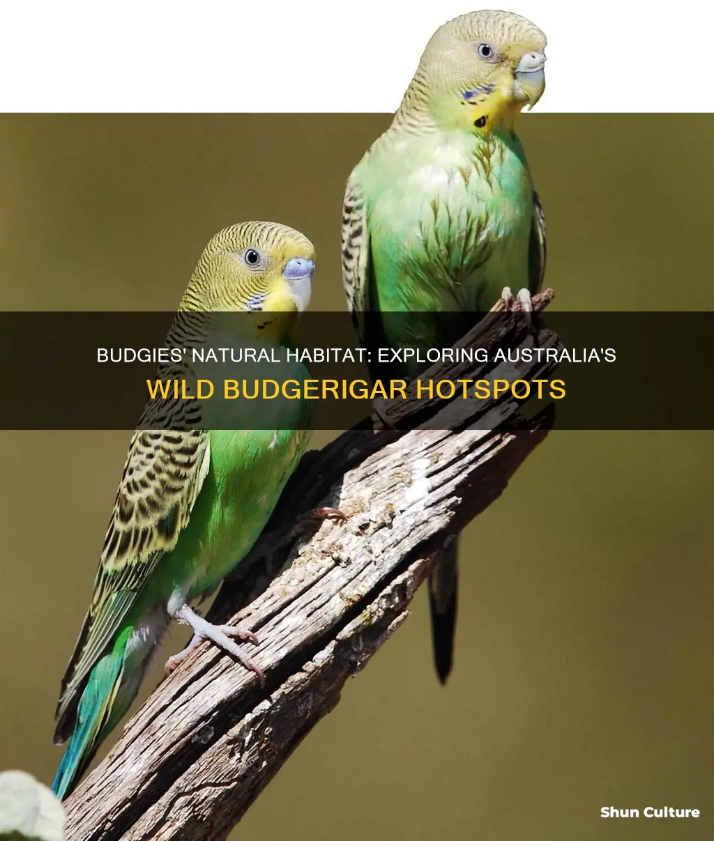 where are budgies found in australia