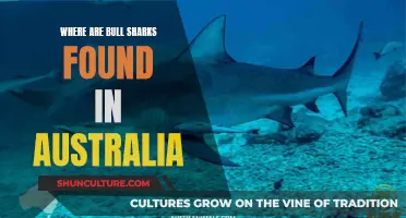 Bull Sharks in Australia: Where Are They Found?