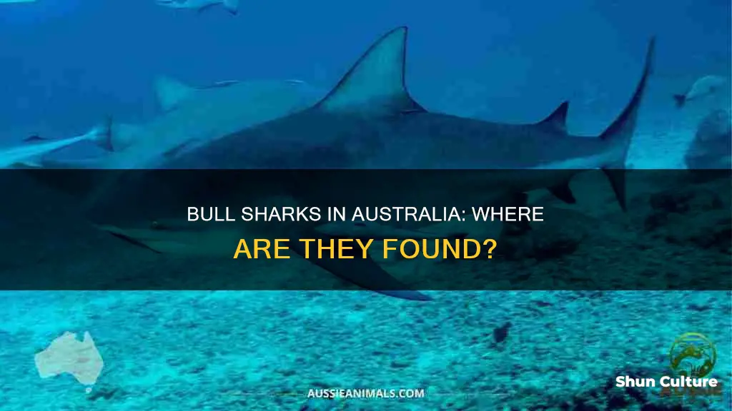 where are bull sharks found in australia