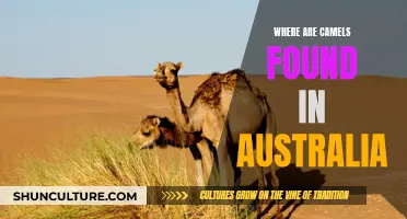 Camel Country: Australia's Unexpected Desert Dwellers
