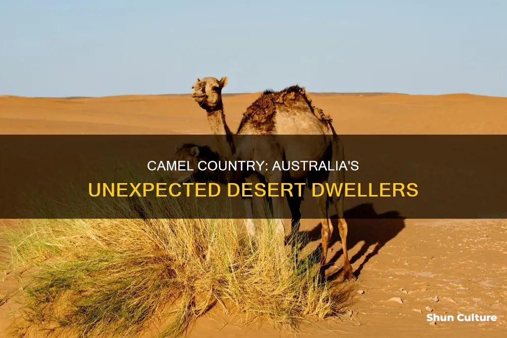 where are camels found in australia
