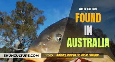 Carp Habitat in Australia: Understanding Their Presence Down Under
