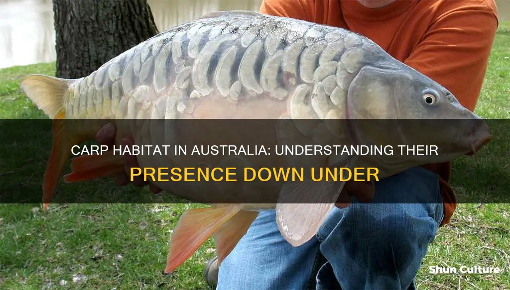 where are carp found in australia