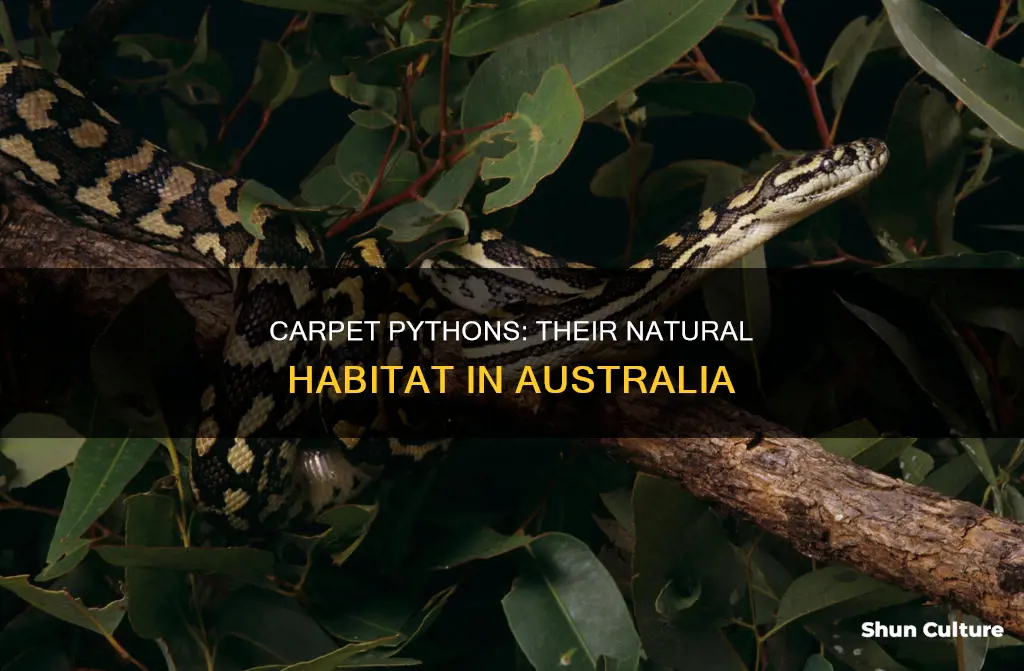 where are carpet pythons found in australia