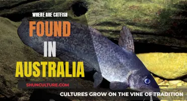 Catfish Habitat in Australia: Where to Find Them
