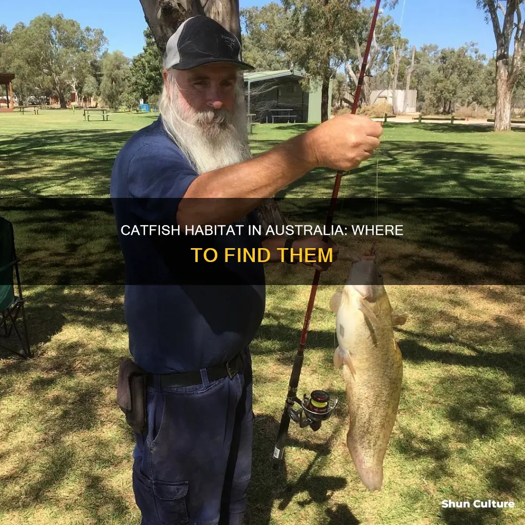where are catfish found in australia