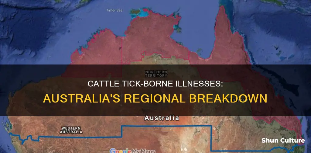 where are cattle ticks found in australia