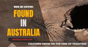 Centipedes in Australia: Their Natural Habitat and Locations