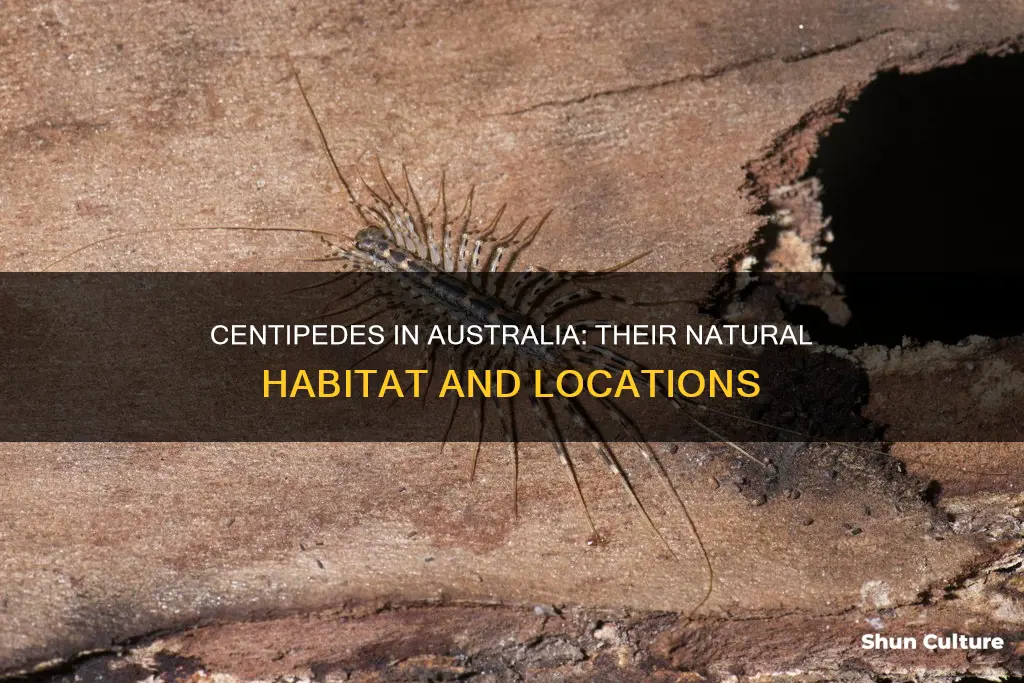 where are centipedes found in australia