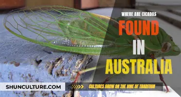 Cicada Country: Australia's Buzzing Regions